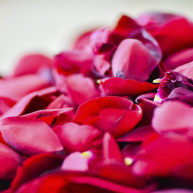 无硫熏低温烘培保留营养的玫瑰花