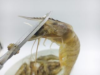 2、茄汁焖大虾,剪去虾枪,虾须子。
