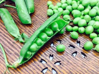 1、豌豆烧茄子,把新鲜的豌豆的豆子剥出来备用。豆子的量可随意。