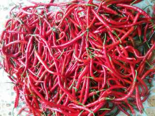 1、自制辣椒酱,辣椒洗净，晾干水分，切蒂备用。