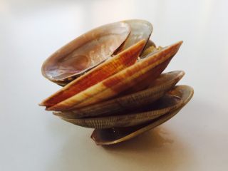 15、宵夜嗨起来—自制美味花甲粉,活捉一只强迫症，非要把吃好的贝壳一个个叠起来放????