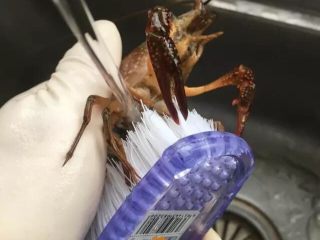 2、啤酒麻辣小龙虾,&nbsp;戴上胶手套，以避免被虾钳夹到。真被夹到了还是蛮疼的。清理的时候先抓住龙虾背部头尾相接的地方一边用水冲一边用长柄刷子将龙虾腹部从下到上刷干净。（将所有小龙虾刷干净后再进行下一步噢）
