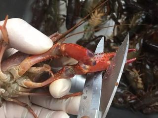 3、啤酒麻辣小龙虾,龙虾全部都刷洗完毕后。换剪刀，先将前面的两个大钳子前端夹子剪掉。（6到9月份的小龙虾这对钳子里肉还是很饱满的，丢了还是挺可惜的）