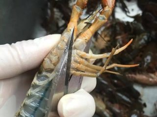 4、啤酒麻辣小龙虾,接着将两边的四对小爪子齐根剪掉。