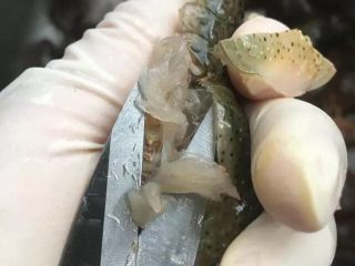 6、啤酒麻辣小龙虾,虾壳剪掉后，将腮剪掉，注意既要虾腮全部剪干净，又要小心不要碰破虾腮下面的膜，因为虾腮下面的那层膜下包裹的是虾黄，碰破了，虾黄跑出来就可惜了。