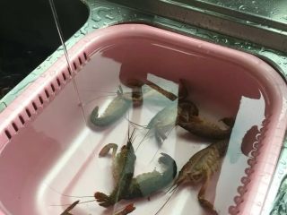 7、啤酒麻辣小龙虾,&nbsp;将洗菜盆装满水，并且将水龙头开最小水往盆里流，将小龙虾放进水里。刚剪好的小龙虾一般没那么快死的，投入到微流动的水里可以让虾更多的吐出一些脏物。