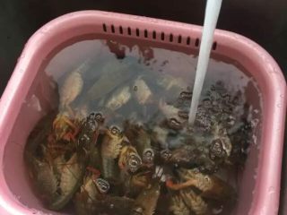 8、啤酒麻辣小龙虾,全部虾剪完以后，将水开大，将龙虾像洗菜那样清洗干净。（这一步一定要清洗得很干净，因为再接下来的步骤因为要保证虾黄不要流失，不再适合大幅清洗了）