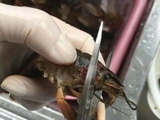 9、啤酒麻辣小龙虾,将虾全部洗干净后，用剪刀将虾头前端靠近虾嘴的一点小尖尖剪掉，基本上只剪到虾眼后面几毫米的位置就可以了，注意不要剪多了，剪多了虾黄会掉出来。