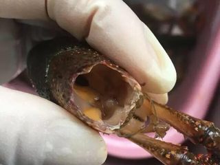 11、啤酒麻辣小龙虾,处理好的龙虾头，虾黄一点也没破膜，虾胃全部处理干净了。