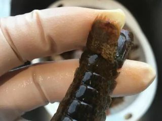 12、啤酒麻辣小龙虾,最后一步就是拉泥肠，这一步我一般是不建议做的，因为拔过泥肠的虾，烧的时候虾肉容易散，但是如果你一定要处理也不是不可以。虾尾一共有三片，捏住最上面中间的一片，将最上面这片两边轻轻地各撕开1/3，留下中间1/3别撕断。