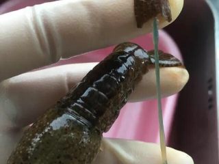13、啤酒麻辣小龙虾,然后稍用劲拉出泥肠。