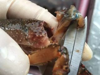 10、啤酒麻辣小龙虾,用剪刀头将虾头里面的黑色囊状物拉出来（个别很难拉出来的，可以用镊子往外清理干净），这是龙虾的胃，非常脏，所以要拿干净，刚开始剪的时候手不熟练容易剪破，剪破了也不要紧，用剪刀头挖出来，残余的用冲干净，水要开小点，以免冲走虾黄。