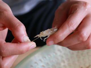 3、腌制冷鲜虾,没有经验的可以用牙签在中间挑一下即可挑起虾线,这一步很重要不可忽略哦