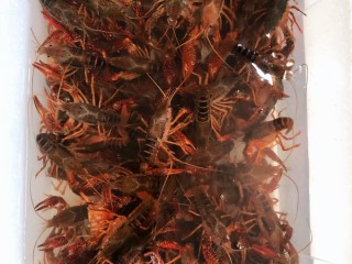 4、清蒸小龙虾,养一段时间后，将小龙虾再清洗一遍，水已经干净了