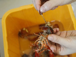 5、清蒸小龙虾,将小龙虾去头盖和腮，用剪刀剪掉尖尖处，去除虾线，(捏住尾巴中间那一瓣，左右摇动后轻轻一拉，整条虾线就出来了)