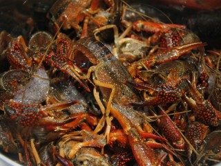 6、清蒸小龙虾,用新牙刷沾少许的盐，将虾刷干净