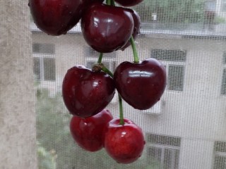 20、不同类型粽子的包法,三角腊肉粽子的包法。