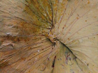 25、家庭版--叫花鸡,将荷叶展开