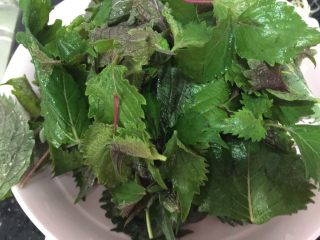 8、砂锅紫苏脆鲩鱼,紫苏叶洗干净沥干水,额外留几片嫩一点的叶子装饰用