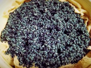 3、乌饭寿司卷,泡好的糯米饭，沥干水，倒入蒸屉蒸，大火蒸20左右，具体多少时间可以根据自己的抽屉上的那个，呃，米饭的熟程度来调解。可以在糯米上扎几个小洞洞方便糯米熟的快。