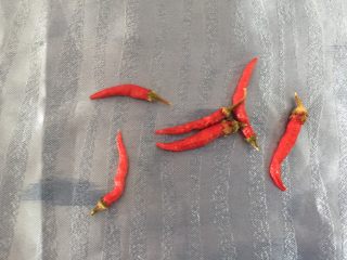 4、滋味泡藕,这种小辣椒很辣的，老婆种的，切成黄豆大小