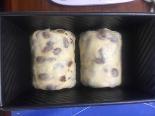 37、中种葡萄干吐司,分别卷起码在吐司盒里，喷洒少许水在表面，盖好盖子发酵，可以放温暖处或烤箱发酵