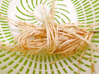 2、清热祛湿茯苓膏,茅根清洗干净泥沙