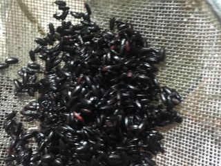 1、黑米蒸蛋糕,黑米先提前一晚浸泡