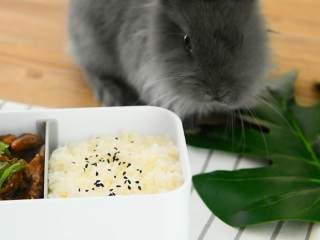 6、好吃到根本停不下来的孜然牛肉便当,装入饭盒,满满孜然香的便当就这么做出来啦。