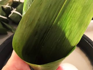 12、蜜豆糯米粽子,做成一个卷筒