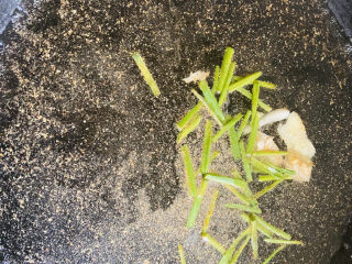 2、炸鸡中翅,开火，锅里加入适量的清水，放入葱，姜片，料酒，五香粉。