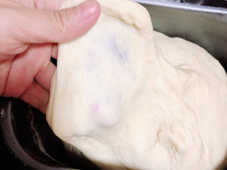 4、菠萝面包,将面揉至完全阶段,能撑出非常强韧的薄膜。开始进行发酵。