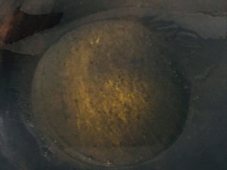 5、豆腐鱼头汤,锅中热油～