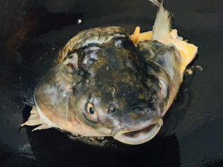 6、豆腐鱼头汤,将鱼头放入锅中小火慢煎～