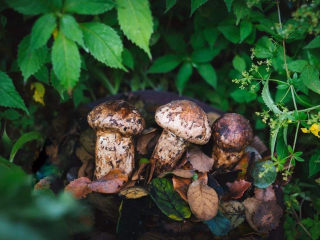 5、松茸鸡汤,松茸长在千里的样子特别好看，拍照也有感觉，朋友生活在南方，每年秋季都去山上采松茸。