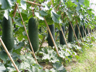 1、冬瓜鸡蛋汤,地里面长的冬瓜看着好好看。