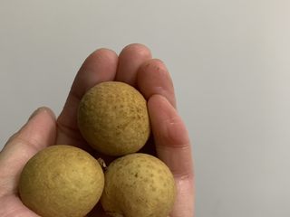 2、桂圆炖蛋,没有干的用新鲜的吧