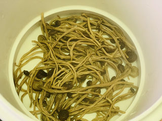 17、茶树菇炖鸡汤,盛隔水炖锅中，炖2小时