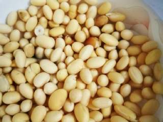 2、猪蹄黄豆汤,黄豆须提前浸泡。