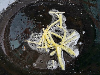 7、白玉菇鸡蛋汤,另起锅热油，加入姜丝。