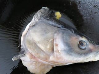 7、豆腐鱼头汤,放入鱼头