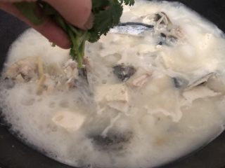 14、豆腐鱼头汤,下香菜起锅