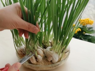 12、虾仁豆腐,秀一下我水培的大蒜苗,蒜苗放入豆腐汤中非常提味,要是买不到绿色的蒜苗,用蒜黄也是一样的。二者都没有就放些小香葱。