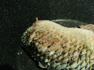 5、鲫鱼萝卜丝汤,锅加1勺油，撒少许盐，把鲫鱼两面煎黄；