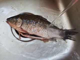 2、冬瓜鲫鱼汤,买回来的鲫鱼清洗干净