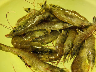 1、虾仁豆腐羹,鲜虾，待用