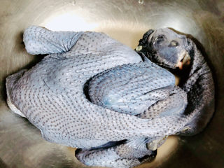 1、当归乌鸡汤,准备好乌鸡。