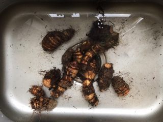 13、胡萝卜芋艿排骨汤,这期间我们来处理芋艿,先洗干净