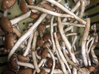 5、茶树菇炖鸡汤,茶树菇洗干净。