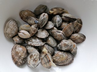 6、丝瓜花蛤汤,将花蛤反复清洗干净并控干水分